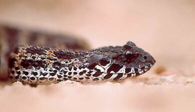 Acanthophis Antarcticus