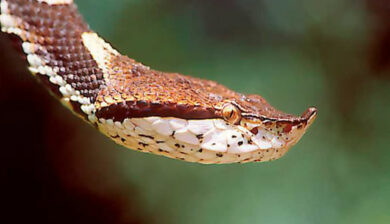 agkistrodon acutus