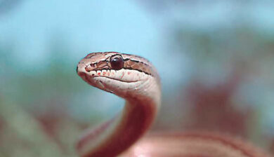 Psammophis