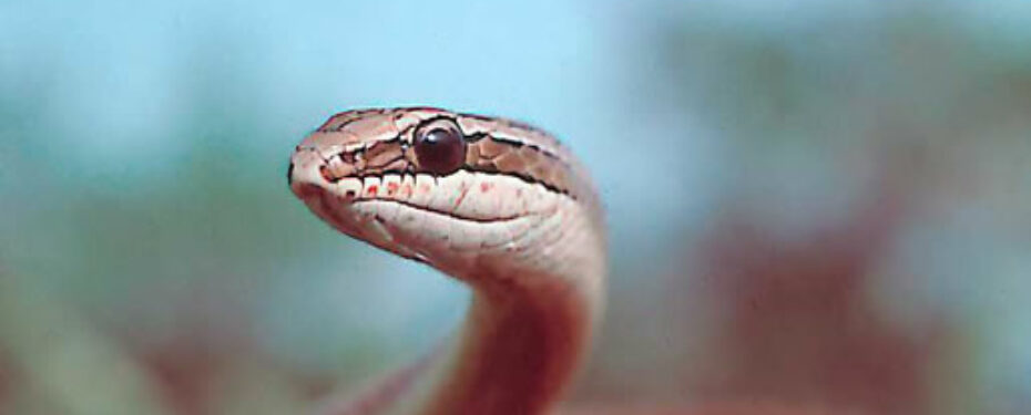 Psammophis