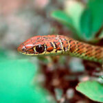 Psammophis