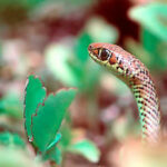 Psammophis