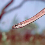 Psammophis