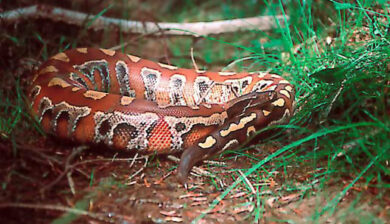 Pythons Curtus