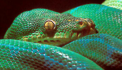 Pythons Chondropython