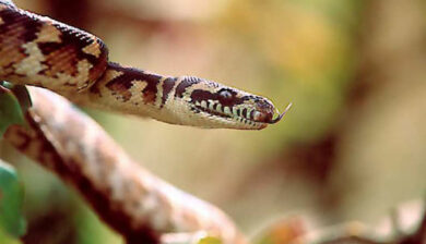 Python Morelia spilotes