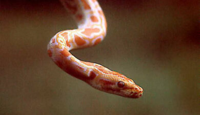 Pythons Molurus