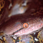 Pythons Reticulatus