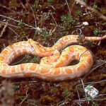 Pythons Molurus