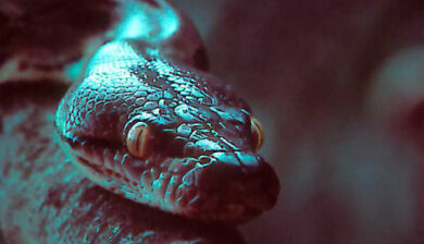 Pythons Reticulatus