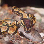 Pythons Regius