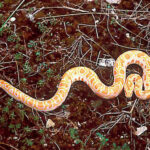 Pythons Molurus