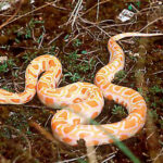 Pythons Molurus