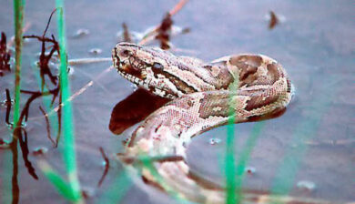 Pythons Sebae