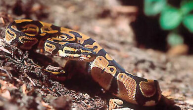 Pythons Regius