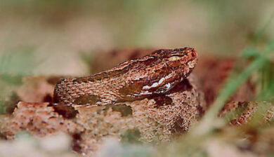 Sistrurus
