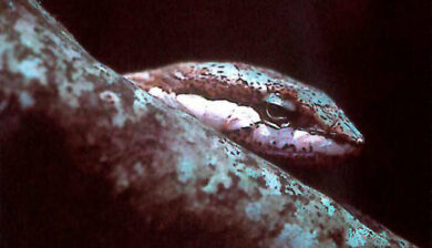 Thelotornis capensis