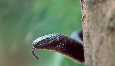 Thrasops jacksoni