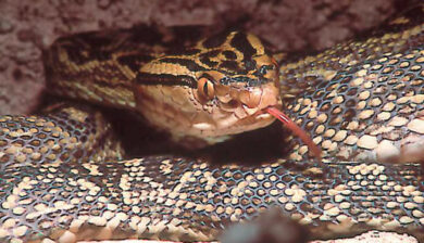 Trimeresurus Flavomaculatus