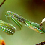 Trimeresurus Albolabris