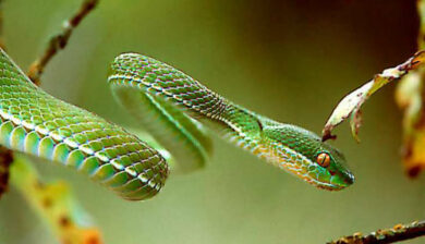 Trimeresurus Albolabris