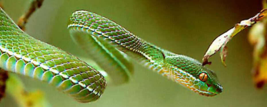 Trimeresurus Albolabris