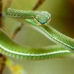 Trimeresurus Albolabris