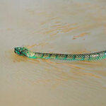 Trimeresurus Wagleri