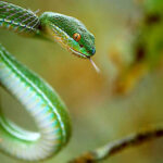 Trimeresurus Albolabris