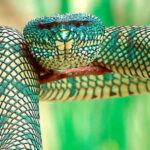 Trimeresurus Wagleri