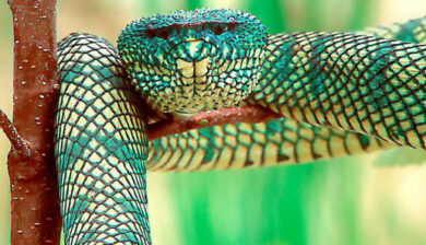 Trimeresurus Wagleri