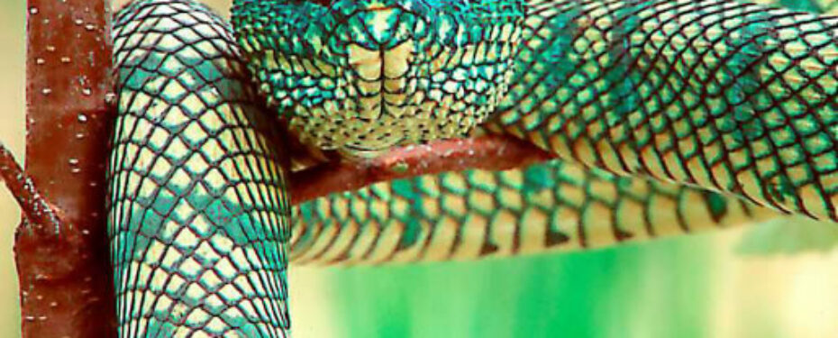 Trimeresurus Wagleri