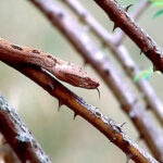 Trimeresurus