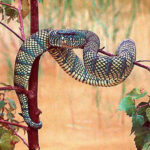 Trimeresurus Wagleri