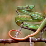 Trimeresurus Albolabris