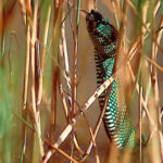 Trimeresurus Wagleri