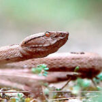 Trimeresurus