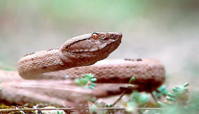 Trimeresurus