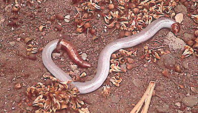 Typhlops