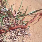 Agkistrodon Rhodostoma