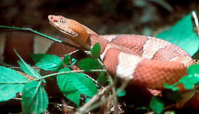 Agkistrodon Contortrix