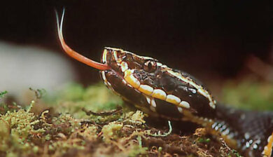 Agkistrodon Bilineatus