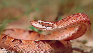 Agkistrodon Rhodostoma