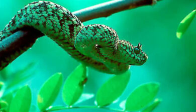 Atheris Ceratophorus