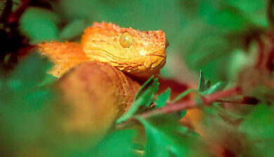 Atheris Squamiger