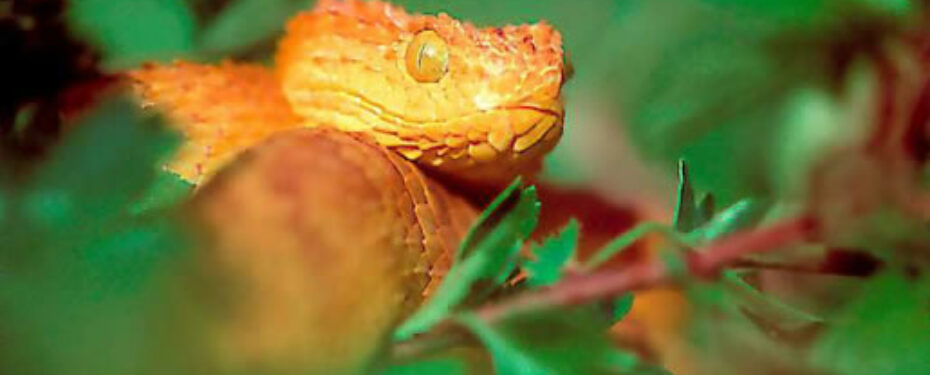 Atheris Squamiger