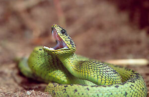 Atheris Nitschei