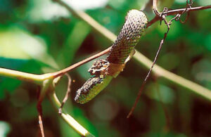 Atheris Nitschei