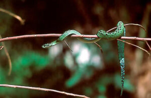 Atheris Nitschei