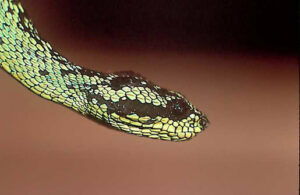 Atheris Nitschei